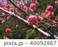 花桃の花（赤） 40092867