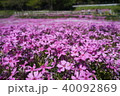 芝桜4 40092869