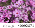 芝桜6 40092871