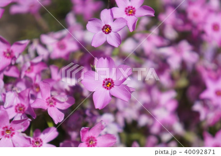 芝桜6 40092871