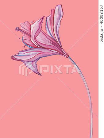 Hand Drawn Abstract Flowers Hand Drawn Abstract Flowers 40093167