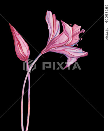 Hand Drawn Abstract Flowers 40093169