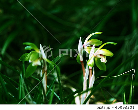 春蘭 シュンラン 春蘭 シュンラン 40093201