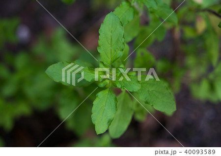 The holy basil or hot basil, Ocimum sanctum 40093589