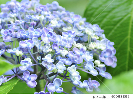 オタフクアジサイ-12875 オタフクアジサイ-12875 40093895