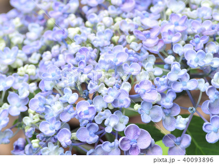 オタフクアジサイ-12878 オタフクアジサイ-12878 40093896