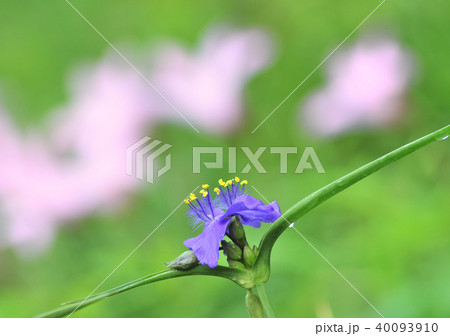 紫つゆ草-12900 紫つゆ草-12900 40093910