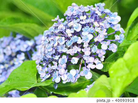 オタフクアジサイ-12919 40093918