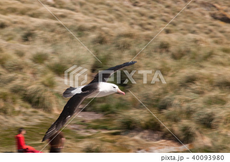 Black-Browed Albatross on Westpoint Island 40093980
