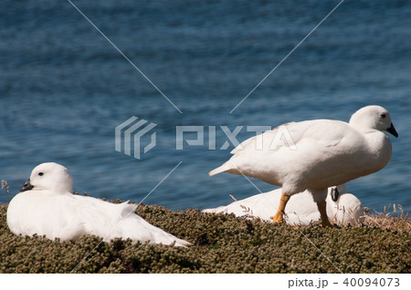 Kelp Geese Kelp Geese 40094073