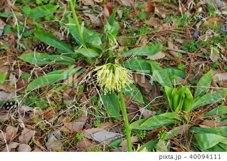 春の野の花・秩父宮記念公園の林の中に咲いていたショウジョウバカマの花・一輪横位置 40094111