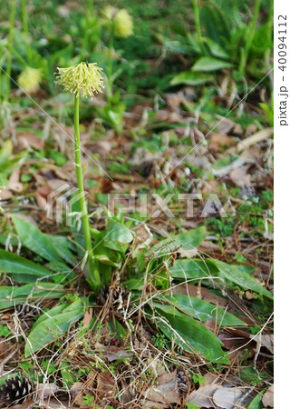 春の野の花・秩父宮記念公園の林の中に咲いていたショウジョウバカマの花・一輪縦位置 40094112