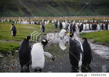 King Penguins on Salisbury plains 40094200