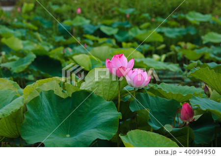 スイレン ハス 蓮 40094950