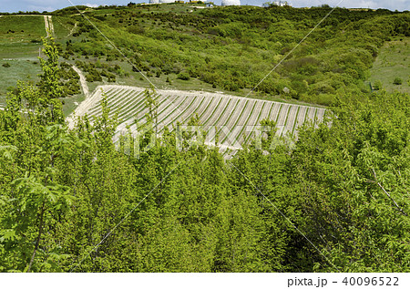 Vineyard in the middle of the forest in the mounta 40096522
