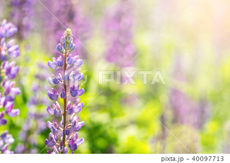 Blooming lupine flowers. A field of lupines. Violet spring and summer flowers 40097713