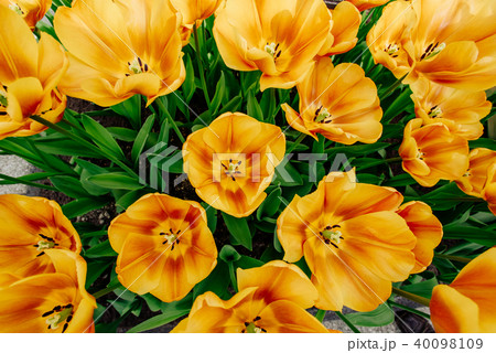 Flower field with colorful tulips. 40098109