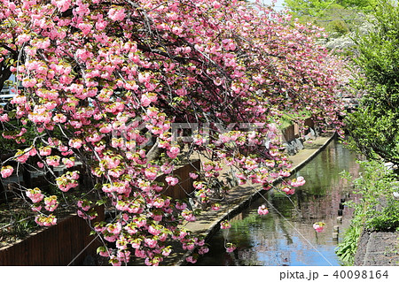 八重桜咲く二ヶ領用水 40098164