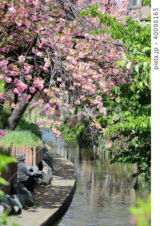 八重桜咲く二ヶ領用水 八重桜咲く二ヶ領用水 40098165