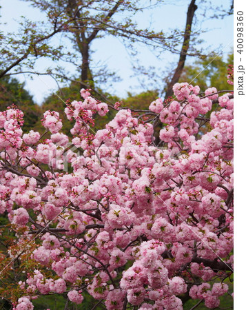 咲き競う満開の八重桜 咲き競う満開の八重桜 40098360
