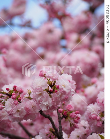 満開の八重桜 青空を背景に 満開の八重桜 青空を背景に 40098361
