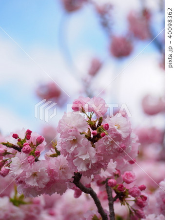 満開の八重桜 青空を背景に 満開の八重桜 青空を背景に 40098362
