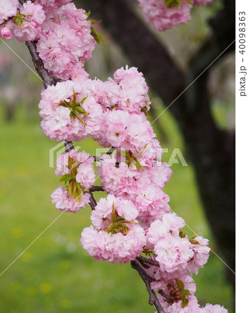 満開の八重桜 新緑を背景に一枝をアップで 満開の八重桜 新緑を背景に一枝をアップで 40098363