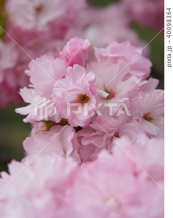 満開の八重桜 アップで 満開の八重桜 アップで 40098364
