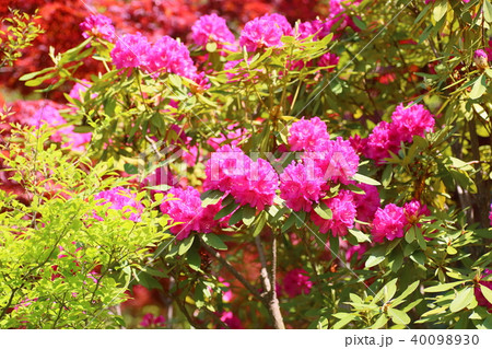 西洋シャクナゲの花 西洋シャクナゲの花 40098930