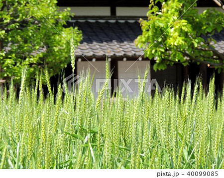 初夏の青空と小麦 初夏の青空と小麦 40099085