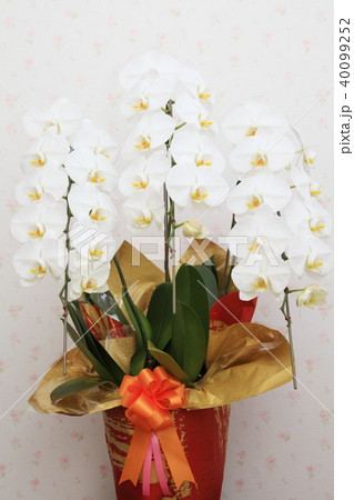 胡蝶蘭（花柄背景） 40099252