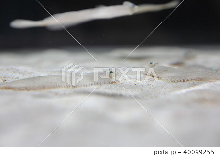 ヒラメ稚魚の写真素材
