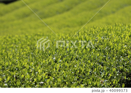 和束町　茶源郷の茶畑 40099373