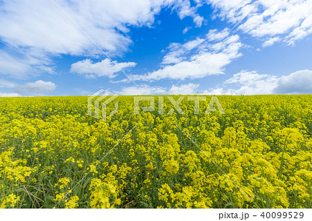 菜の花畑と青い空 菜の花畑と青い空 40099529