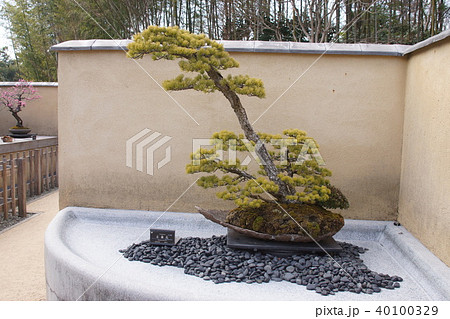 五葉松 五葉松 40100329