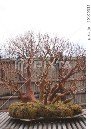 ひめしゃら 40100355