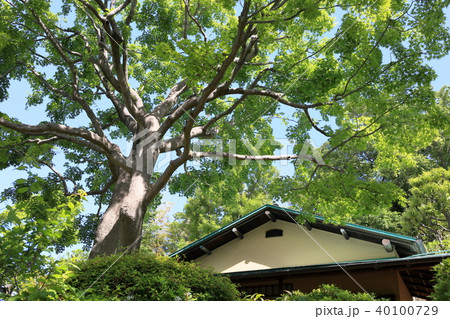 等々力渓谷公園 日本庭園 家屋 等々力渓谷公園 日本庭園 家屋 40100729