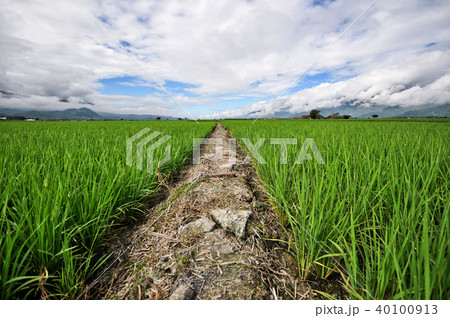 池上 台東 台湾 40100913