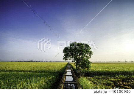 beautiful view yellow paddy field in the morning beautiful view yellow paddy field in the morning 40100930