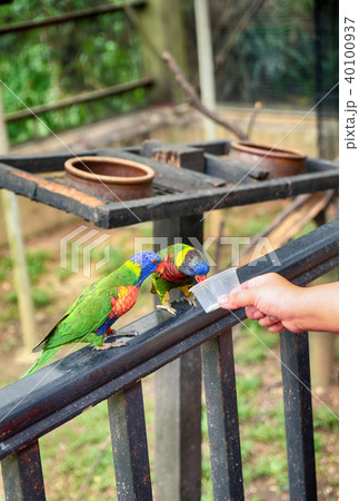 cropped hand feeding RAINBOW LORIKEET bird 40100937