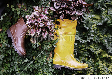 yellow rubber boot hanging and green leaves. yellow rubber boot hanging and green leaves. 40101217