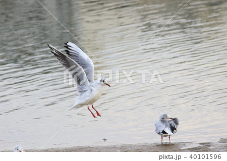 ユリカモメ (百合鴎) その27。 Black headed gull 40101596
