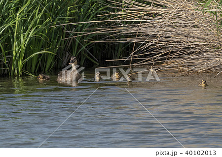 カルガモ親子 40102013