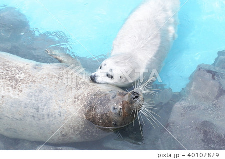 おたる水族館の人気者 40102829