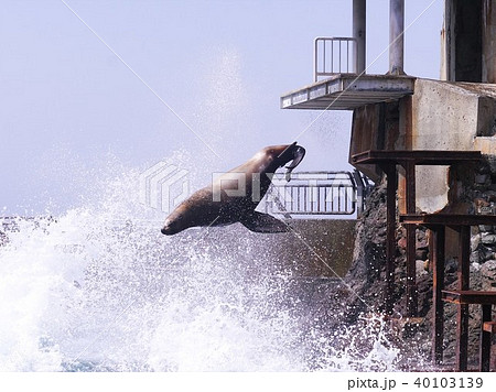 海獣プールのトドショー 40103139
