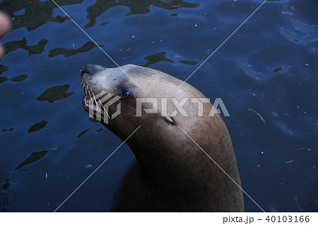 海獣プールのトドショー 40103166