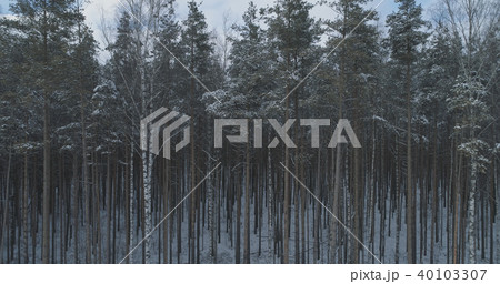 Aerial fly over frozen mixeb forest with pine and birch trees Aerial fly over frozen mixeb forest with pine and birch trees 40103307