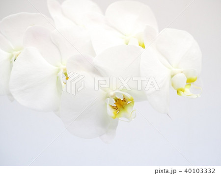 満開の洋ラン 満開の洋ラン 40103332