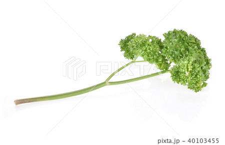 Parsley leaves on white background Parsley leaves on white background 40103455