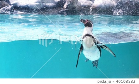 可愛いペンギンの写真素材